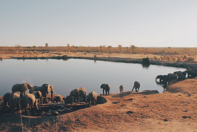 Watering Hole Definition Politics